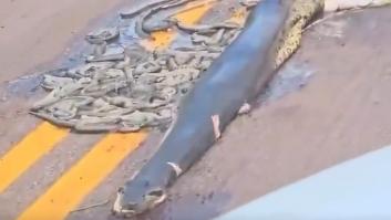 Atropellan una serpiente llena de crías y la imagen corta la respiración