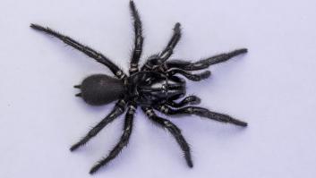 La araña venenosa más grande del mundo podría salvar la vida de cientos de personas