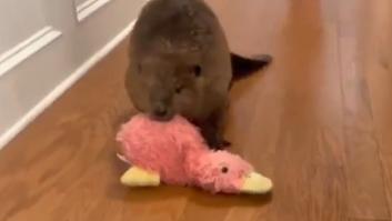Un castor que no se crio en un río demuestra que el instinto supera las barreras