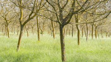Este árbol frutal regresa: ideal para plantar en enero en tu jardín