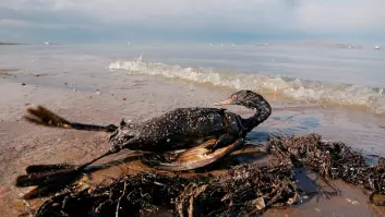 Científicos rusos ponen fecha al desastre que llegará al Mar Báltico