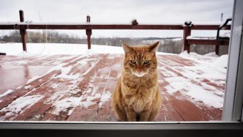 Veterinarios alertan en plenas heladas de enero: tu gato no debe salir si los termómetros están a esta temperatura