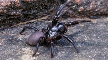 Aparece una nueva araña de embudo considerada la más letal del planeta: el antídoto sólo funciona con una condición
