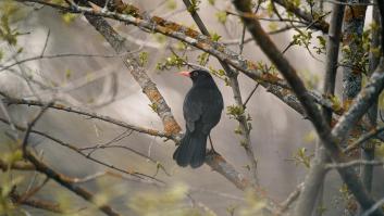 Los propietarios de jardines hacen felices a los mirlos en invierno con esta comida al alcance de cualquier despensa