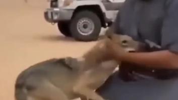 Las emotivas imágenes de un hombre reencontrándose con el lobo que crio después de haberle liberado