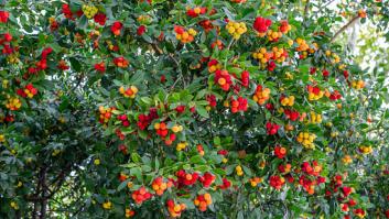 El inexplicable árbol que representa a la ciudad de Madrid cuyo fruto emborracha si se come sin precaución