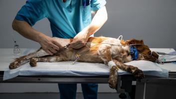 Los veterinarios se ponen en pie de guerra