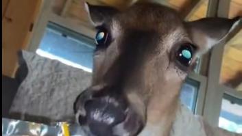 Salva a un ciervo de morir ahogado y su vida cambia para siempre