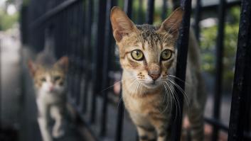 La pócima secreta que piden elaborar si un gato callejero se está adueñando de tu jardín