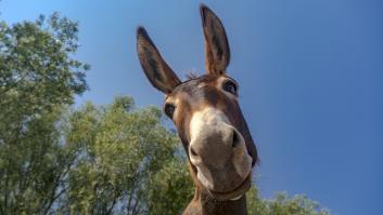 Los burros españoles se convirtieron en el arma secreto del ejército soviético