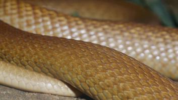 Crías de serpiente mortales: un solo mordisco de la cría puede matar a 100 personas