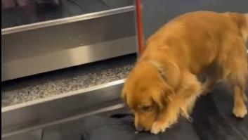 Este Golden Retriever roba sonrisas mientras hace su trabajo antinarcóticos en el aeropuerto