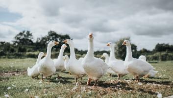 Un estudiante lleva excremento de ganso a clase de ciencias y descubre una sustancia anticancerígena