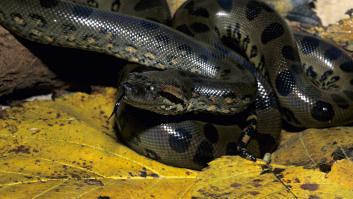 Un popular actor descubre la nueva especie de serpiente que ya se considera la más grande del mundo