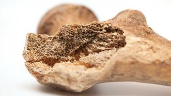 Descubren el veneno complejo más antiguo en un hueso de 7.000 años olvidado por la arqueología