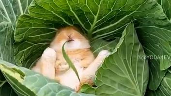 El relajante vídeo de un conejo comiendo plácidamente su plato favorito