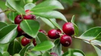Piden comer la fruta tropical cargada de magnesio para dormir profundamente toda la noche