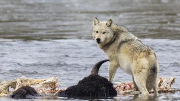 Un ganadero asombra al descubrir el nuevo animal guardaespaldas que promete acabar con los ataques de lobo en España