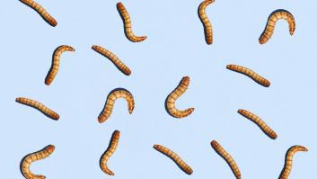 Un médico alerta de que llegan los gusanos a los supermercados en febrero y pide evitar estos alimentos hasta nueva orden