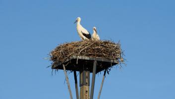 Condenan a cuatro guardias civiles por destruir el nido de una cigüeña