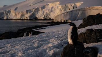 Arranca el plan del Ejército de Tierra para que los españoles adopten polluelos de pingüinos gratis