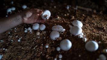 Las arenas movedizas matan al champiñón español