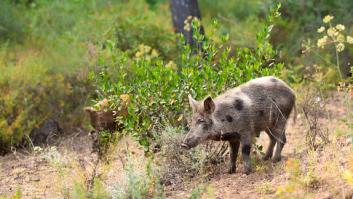 Reino Unido alerta a sus ciudadanos por la aparición de "miles" de estos animales agresivos en España