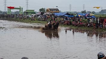 La carrera con toros entre campos de arroz de la que nadie sale con la ropa limpia