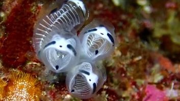 Científicos descubren la espeluznante criatura marina con cuerpo de esqueleto y cabeza de panda