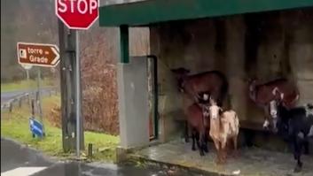 La surrealista escena en una parada de autobús bajo la lluvia en un pueblo gallego