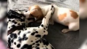 Un dálmata con enanismo cambia su vida cuando conoce a su nuevo hermano