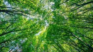 Un árbol único nace de la semilla olvidada de 1.000 años de antigüedad: "Es un tesoro escondido de sustancias medicinales"