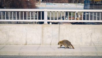España se enfrenta a la invasión de roedores que ya han hecho la vida imposible en Estados Unidos