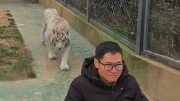 Un tigre se acerca peligrosamente a un hombre y su reacción final termina sorprendiendo a todos