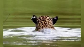 Una feroz mamá de jaguar da una poderosa lección con la forma de enseñar a su hijo a nadar