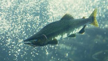 Los expertos activan las alarmas por el pez rey en hogares españoles que es un nido tóxico de parásitos