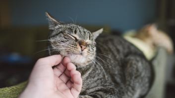 Un nuevo color de gato desafía todas las expectativas genéticas