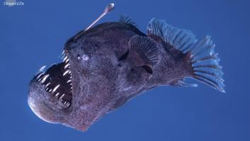 Sorpresa por el avistamiento de un diablo negro en este rincón español