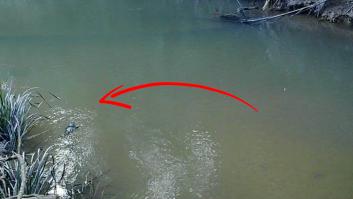 Una cámara consigue grabar a un animal que no había sido visto en 60 años