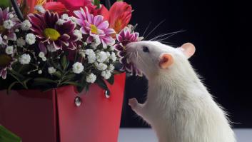 Muchos no conocen las tres plantas para expulsar a los ratones del jardín