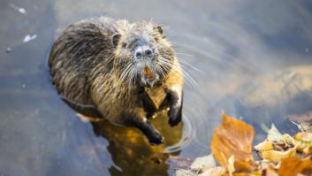 Una colonia de castores consigue de la noche a la mañana lo que el gobierno no pudo construir en casi una década