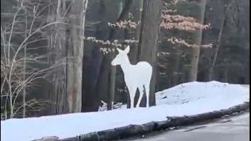 Logran grabar una variedad única de ciervo pocas veces vista antes