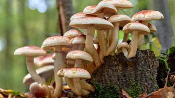 Cuál es la diferencia entre un hongo y una seta