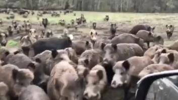 Un ejército de cientos de jabalíes hambrientos rodean un todoterreno y el conductor actúa de la forma menos pensada