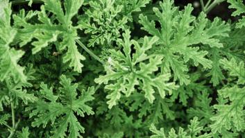 Este es el origen de la citronella, la planta que es una ahuyentadora natural de los mosquitos