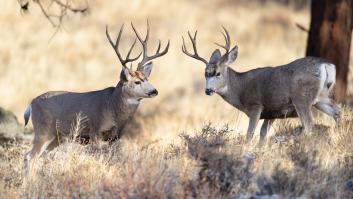 Una inocente fotografía a dos ciervos en plena naturaleza termina en una acusación por espionaje militar