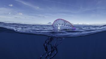 Lanzan alarma por la inesperada aparición de organismos marinos altamente letales en estas playas españolas