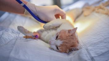 Un radiólogo examina a su gata en el hospital y la justicia le procesa: "Cumplí con mi deber"