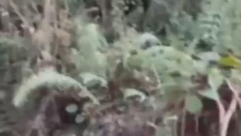 Un perro guía a dos mujeres para que le ayuden a proteger su tesoro más preciado