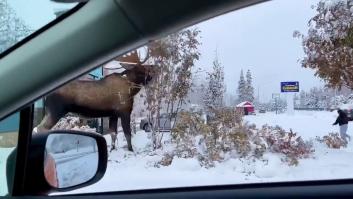 Un país europeo alerta del peligro de un alce loco: "Es cuestión de tiempo que alguien salga herido"
